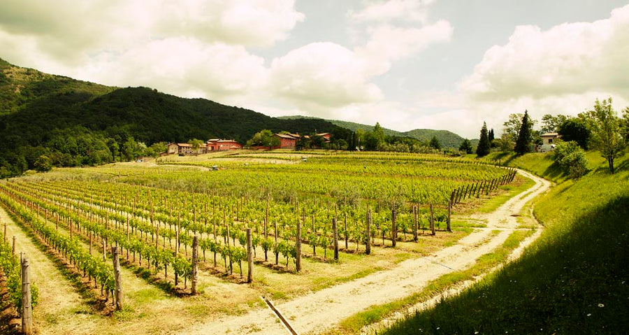 06/28/2025 Wine Tasting Lunch with Nicola Comelli & David Kusz